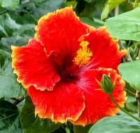 Hibiskus im Nebelwald in Singapur, Gardens by the bay &ndash; &copy; Simone Willner (Eberhardt TRAVEL)