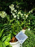 Diese weiße Orchidee wurde für Lady Diana gezüchtet &ndash; &copy; Simone Willner (Eberhardt TRAVEL)