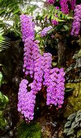 Wir freuen uns zu Hause über 5 Blüten, hier wachsen die Rispen mehrere Meter &ndash; &copy; Simone Willner (Eberhardt TRAVEL)