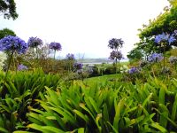 Acapantus in Matakoe &ndash; &copy; Simone Willner (Eberhardt TRAVEL)