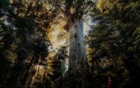 Riesiger Kauribaum &ndash; &copy; Simone Willner (Eberhardt TRAVEL)