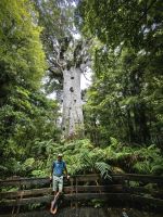 Größenvergleich, Alec, unser Reiseleiter vor dem riesigen Kauribaum, Nordinsel &ndash; &copy; Simone Willner (Eberhardt TRAVEL)