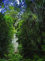 Tane Mahuta, 18 Meter Höhe, 4 Meter Stammdurchmesser &ndash; &copy; Simone Willner (Eberhardt TRAVEL)