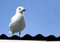 Das ein oder andere Stückchen Brot wird doch sicher für mich übrig bleiben, oder? &ndash; &copy; Simone Willner (Eberhardt TRAVEL)