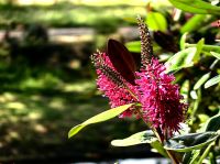 Napuka, Hebe speciosa &ndash; &copy; Simone Willner (Eberhardt TRAVEL)
