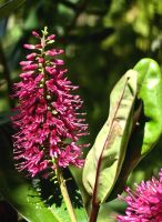 Napuka, Hebe speciosa &ndash; &copy; Simone Willner (Eberhardt TRAVEL)