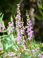 Heidekraut im Tongariro Nationalpark &ndash; &copy; Simone Willner (Eberhardt TRAVEL)