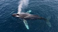 Pottwal, Kaikoura (Bild eines Gastes) &ndash; &copy; Simone Willner (Eberhardt TRAVEL)