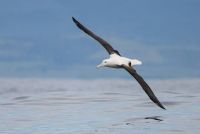 Königsalbatross im Flug, Tairoa Head &ndash; &copy; Simone Willner (Eberhardt TRAVEL)