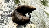 Robbe bei der Körperpflege im Milford Sound &ndash; &copy; Simone Willner (Eberhardt TRAVEL)