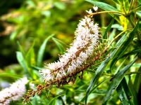Veronica Stricta, Hebe im Bergregenwald an der Straße zum Milford Sound &ndash; &copy; Simone Willner (Eberhardt TRAVEL)