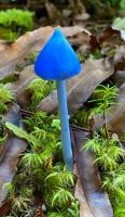 Entoloma hochstetteri, das blaue Wunder von Neuseeland, endemisch (Bild vom Gast) &ndash; &copy; Simone Willner (Eberhardt TRAVEL)