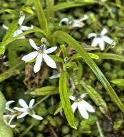Lobelia pedunculat &ndash; &copy; Simone Willner (Eberhardt TRAVEL)