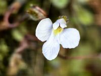 Pinguicula alpina, Alpenfettkraut &ndash; &copy; Simone Willner (Eberhardt TRAVEL)