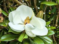 Magnolia Gradiflora &ndash; &copy; Simone Willner (Eberhardt TRAVEL)