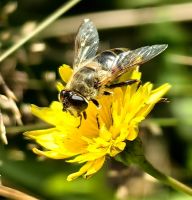 Fleißiges Bienchen &ndash; &copy; Simone Willner (Eberhardt TRAVEL)