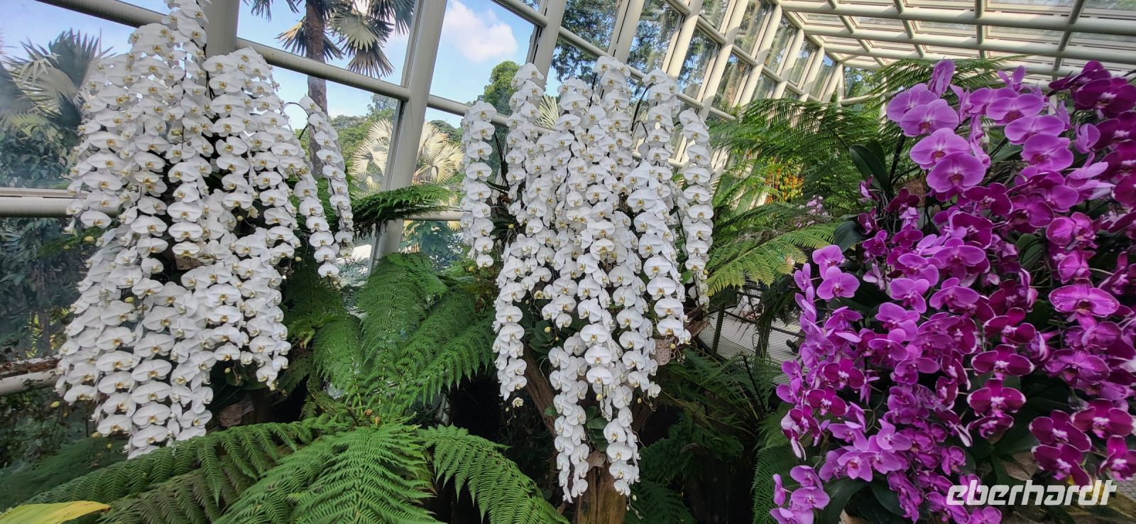 35 Orchideengarten  Singapur &ndash; &copy; Susanne Schirmann (Eberhardt TRAVEL)