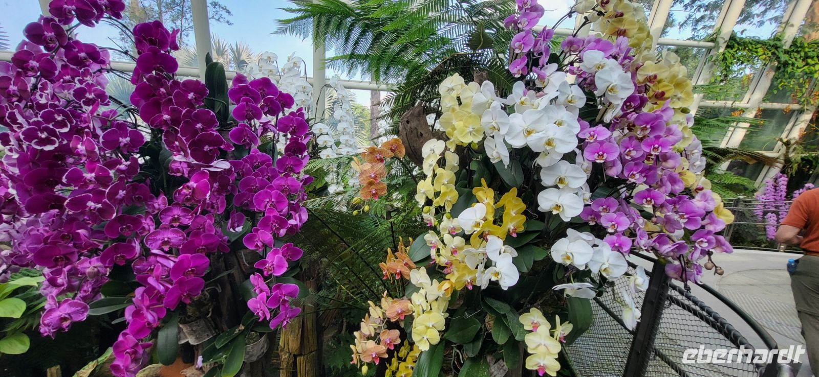 36 Orchideengarten  Singapur &ndash; &copy; Susanne Schirmann (Eberhardt TRAVEL)