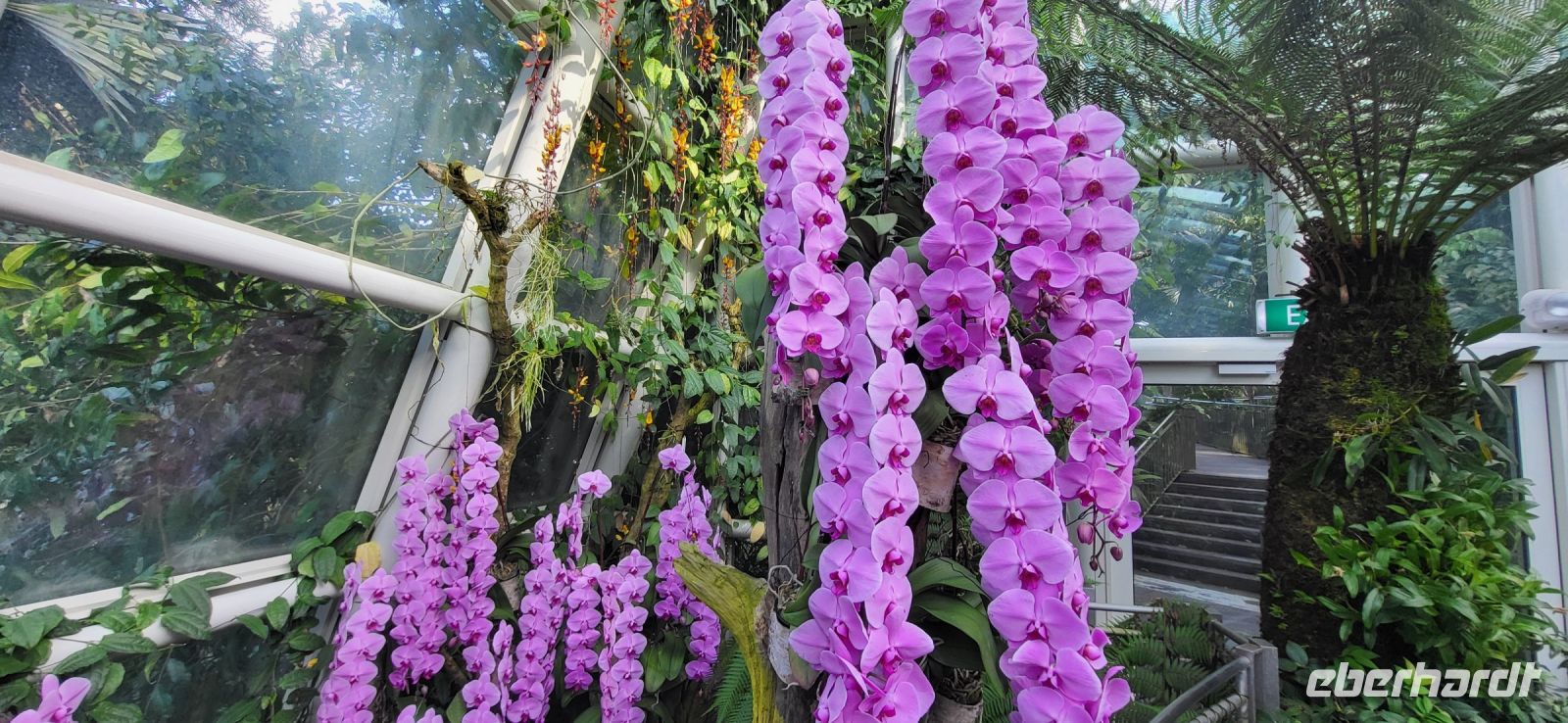 37 Orchideengarten  Singapur &ndash; &copy; Susanne Schirmann (Eberhardt TRAVEL)