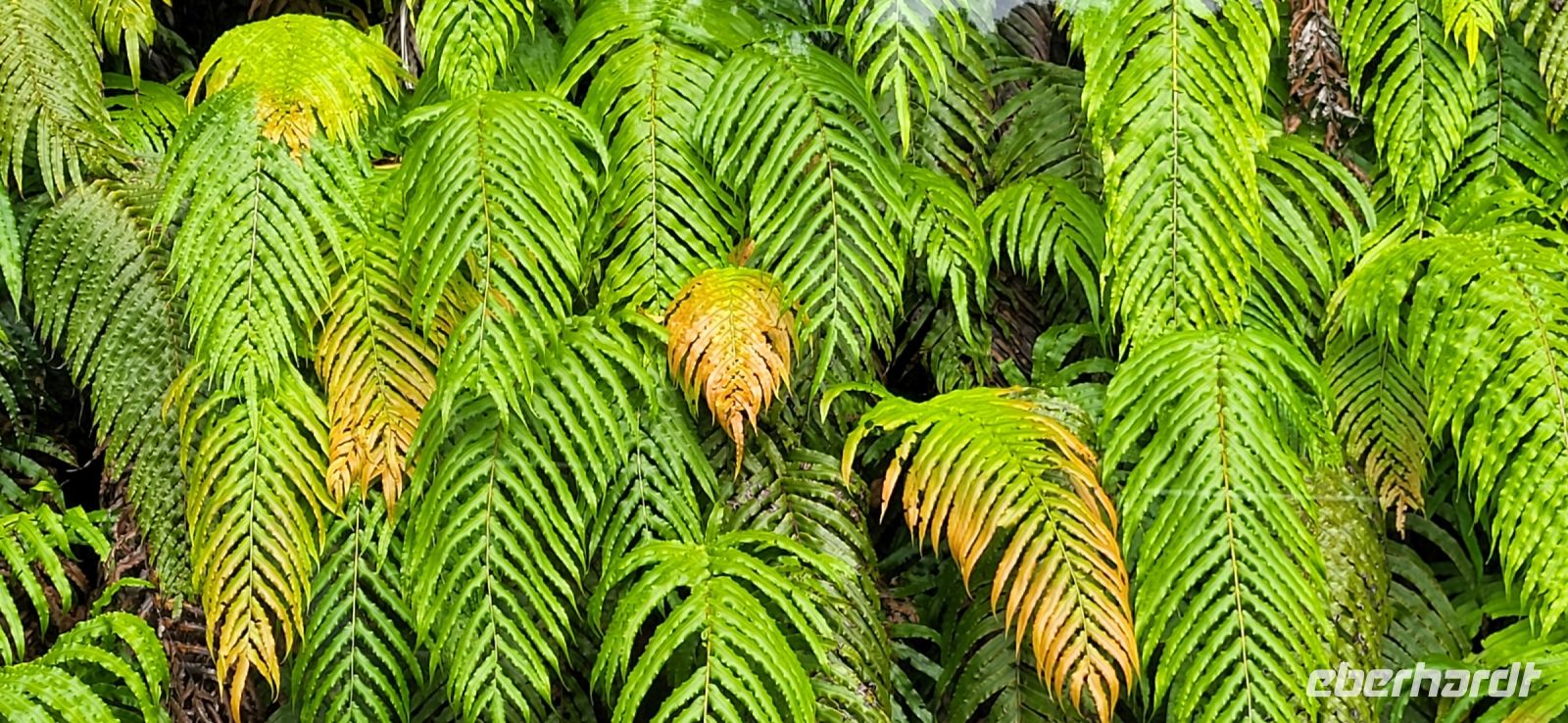 257 Farnwand &ndash; &copy; Susanne Schirmann (Eberhardt TRAVEL)