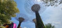 19 Super trees &ndash; &copy; Susanne Schirmann (Eberhardt TRAVEL)