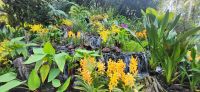 32 Orchideengarten  Singapur &ndash; &copy; Susanne Schirmann (Eberhardt TRAVEL)