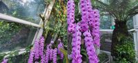 37 Orchideengarten  Singapur &ndash; &copy; Susanne Schirmann (Eberhardt TRAVEL)