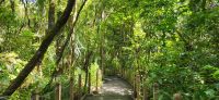 58 Urwald Neuseeland &ndash; &copy; Susanne Schirmann (Eberhardt TRAVEL)