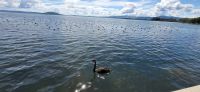 108 Lake Rotorua &ndash; &copy; Susanne Schirmann (Eberhardt TRAVEL)