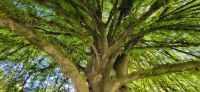 156 Botanischer Garten in Christchurch &ndash; &copy; Susanne Schirmann (Eberhardt TRAVEL)