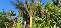 268 Nikaupalme &ndash; &copy; Susanne Schirmann (Eberhardt TRAVEL)