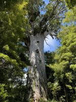 Tape Mahuta  &ndash; &copy; Francisco Javier Burgos Gutierrez (Eberhardt TRAVEL)