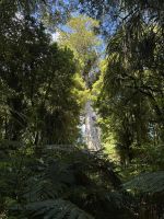Tape Mahuta  &ndash; &copy; Francisco Javier Burgos Gutierrez (Eberhardt TRAVEL)