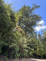 Waipoua &ndash; &copy; Francisco Javier Burgos Gutierrez (Eberhardt TRAVEL)