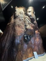 Kauri Zentrum  &ndash; &copy; Francisco Javier Burgos Gutierrez (Eberhardt TRAVEL)