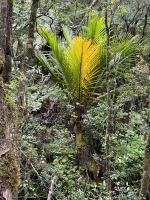 Whenuakite  &ndash; &copy; Francisco Javier Burgos Gutierrez (Eberhardt TRAVEL)