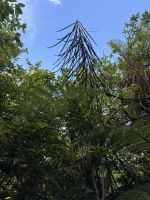 Tongairo  &ndash; &copy; Francisco Javier Burgos Gutierrez (Eberhardt TRAVEL)
