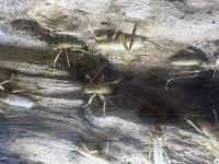 Nga Manu  &ndash; &copy; Francisco Javier Burgos Gutierrez (Eberhardt TRAVEL)