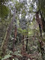 Nga Manu  &ndash; &copy; Francisco Javier Burgos Gutierrez (Eberhardt TRAVEL)