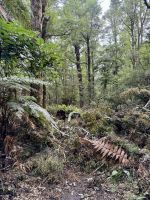 Rotokura  &ndash; &copy; Francisco Javier Burgos Gutierrez (Eberhardt TRAVEL)