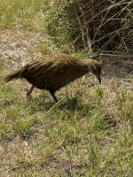 Kapiti Island  &ndash; &copy; Francisco Javier Burgos Gutierrez (Eberhardt TRAVEL)