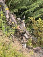 Monkey Creek  &ndash; &copy; Francisco Javier Burgos Gutierrez (Eberhardt TRAVEL)