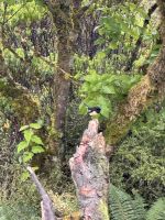 Monkey Creek  &ndash; &copy; Francisco Javier Burgos Gutierrez (Eberhardt TRAVEL)