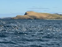 Otago-Halbinsel  &ndash; &copy; Francisco Javier Burgos Gutierrez (Eberhardt TRAVEL)