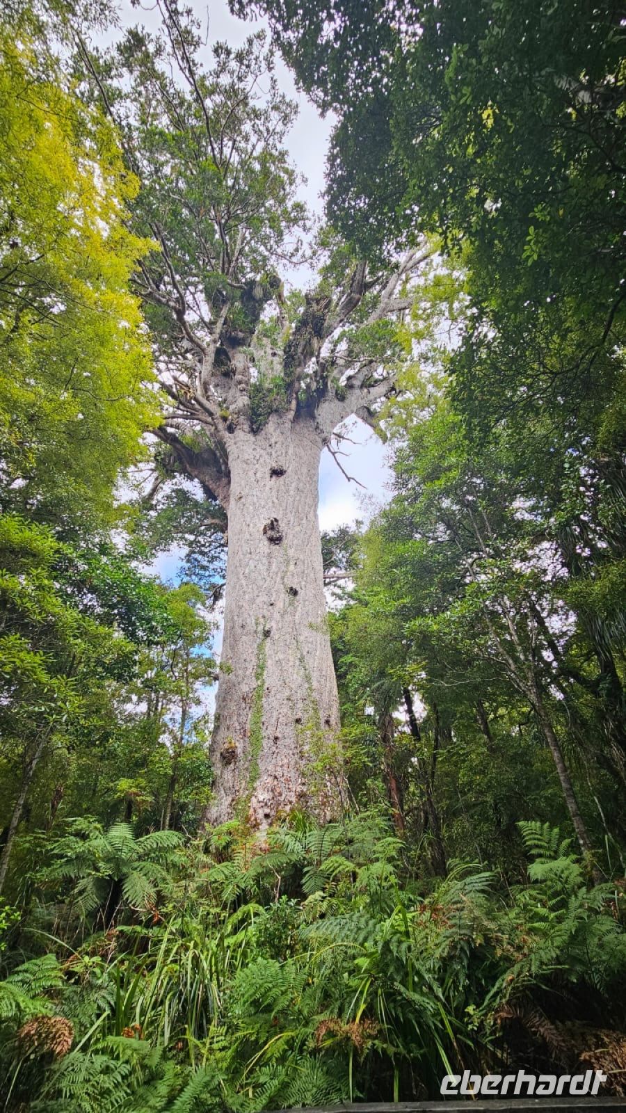 Tane Mahuta &ndash; &copy; Valentin Meyer-Plath (Eberhardt TRAVEL)
