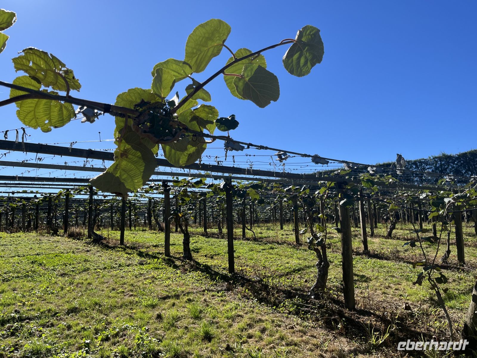 Kiwi Plantagen &ndash; &copy; Valentin Meyer-Plath (Eberhardt TRAVEL)