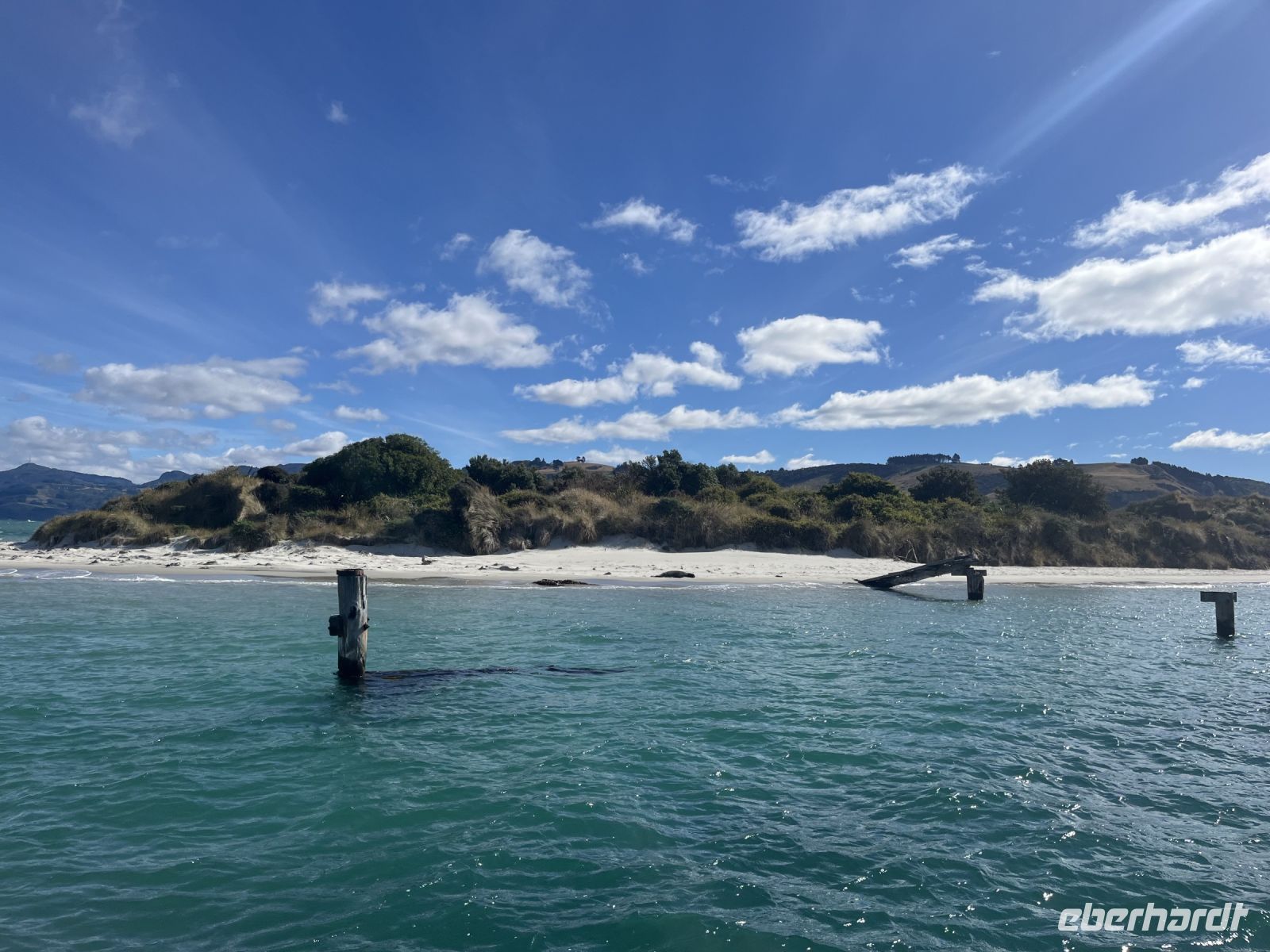 Seehunde in der Otago Bay &ndash; &copy; Valentin Meyer-Plath (Eberhardt TRAVEL)