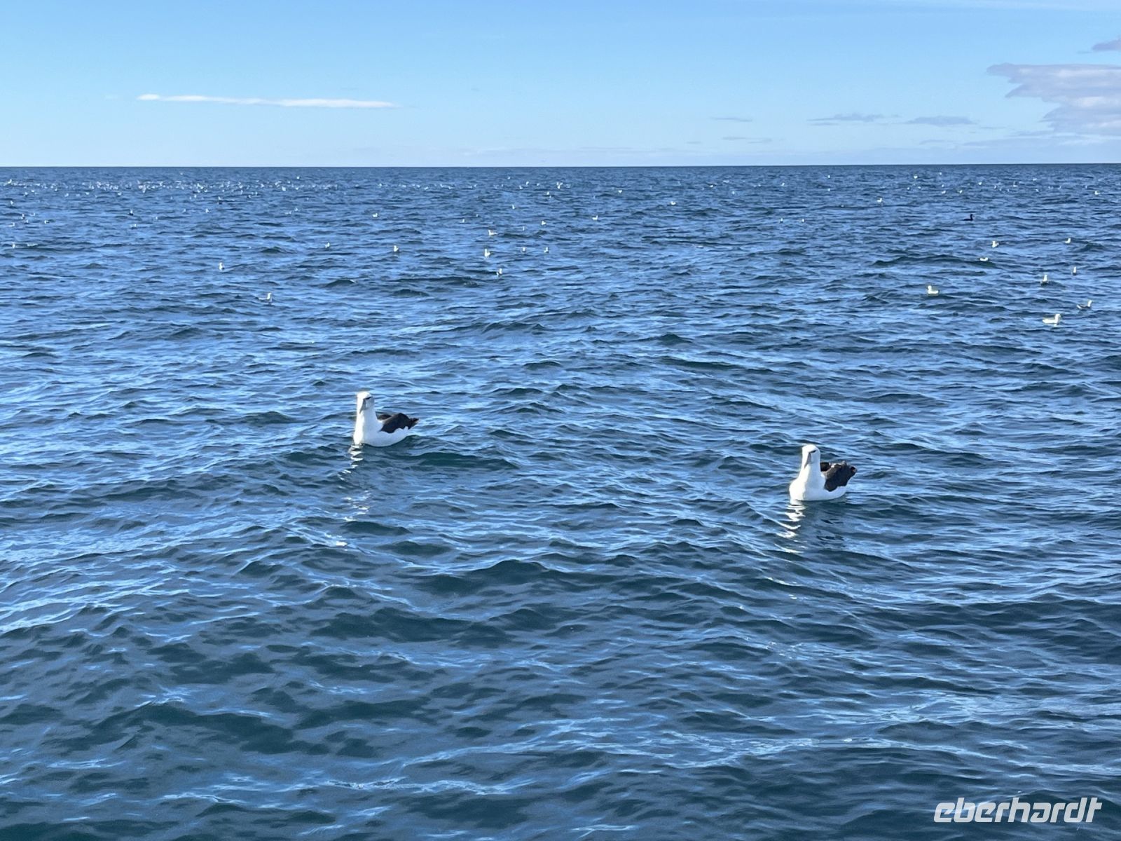 Albatrosse &ndash; &copy; Valentin Meyer-Plath (Eberhardt TRAVEL)