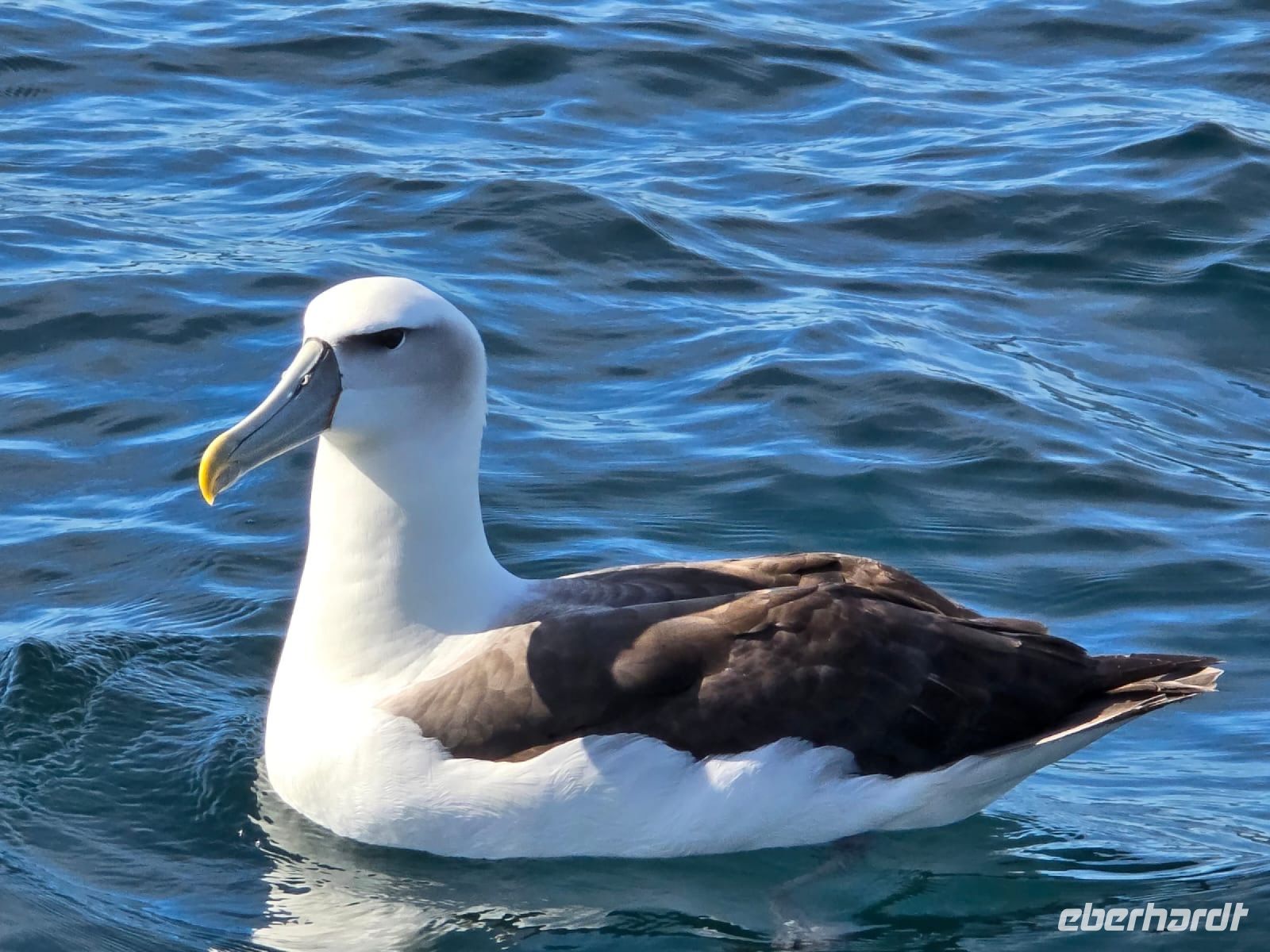 Albatross &ndash; &copy; Valentin Meyer-Plath (Eberhardt TRAVEL)