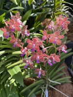 Orchideen &ndash; &copy; Valentin Meyer-Plath (Eberhardt TRAVEL)